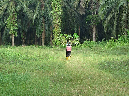 Man carry small trees for World Land Trust in partnership with Flexiteek